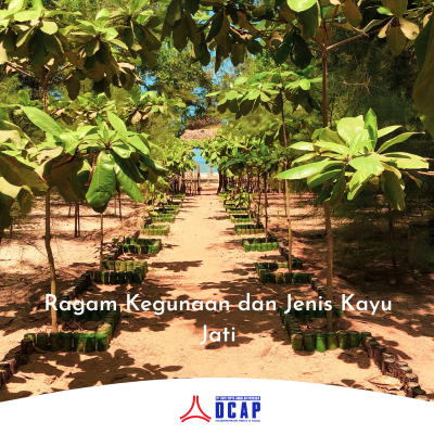 Ragam Kegunaan dan Jenis Kayu Jati