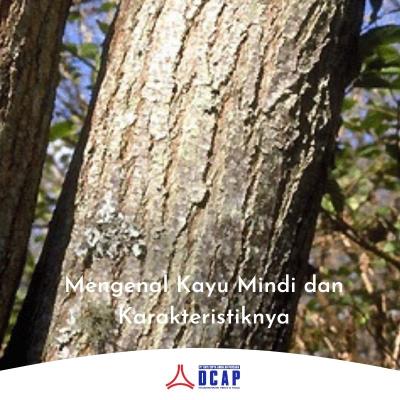 Mengenal Jenis Kayu Mindi dan Karakteristiknya