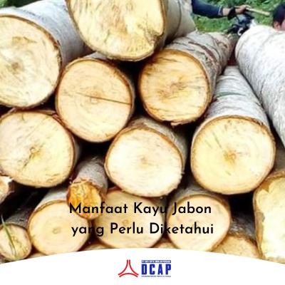 Manfaat Kayu Jabon yang Perlu Diketahui
