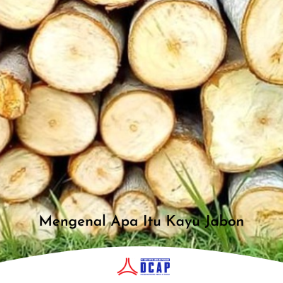 Mengenal Apa Itu Kayu Jabon
