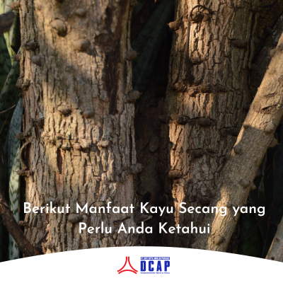 Berikut Manfaat Kayu Secang yang Perlu Anda Ketahui