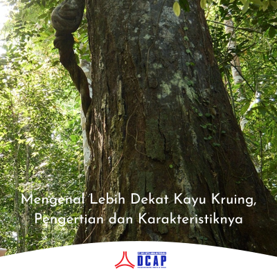 Mengenal Lebih Dekat Kayu Kruing, Pengertian dan Karakteristiknya
