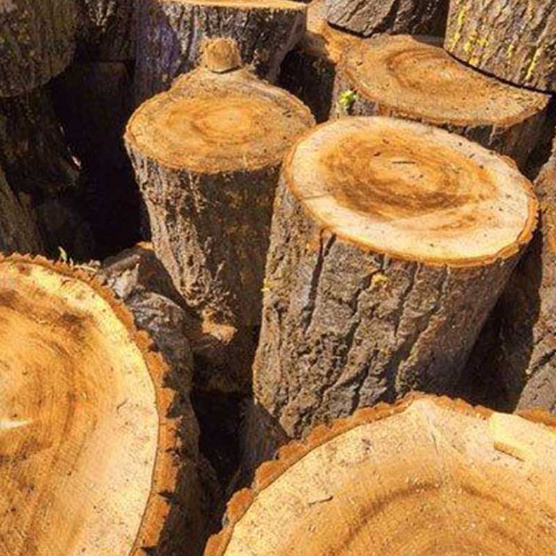 Kayu Jati 