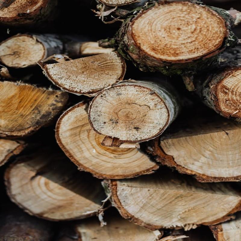 Kayu Pinus