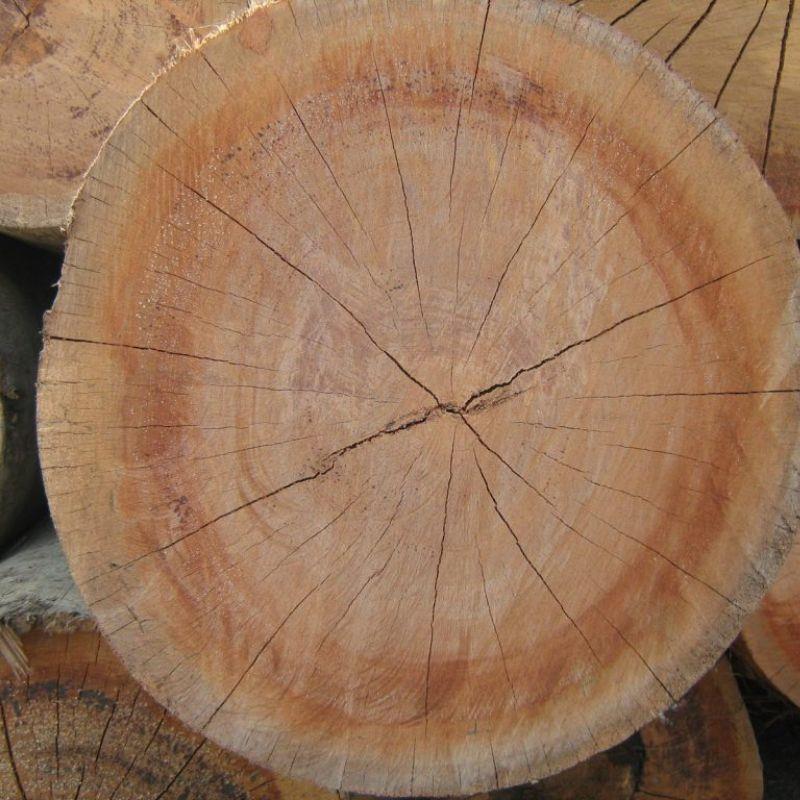 Pengertian Kayu Kruing