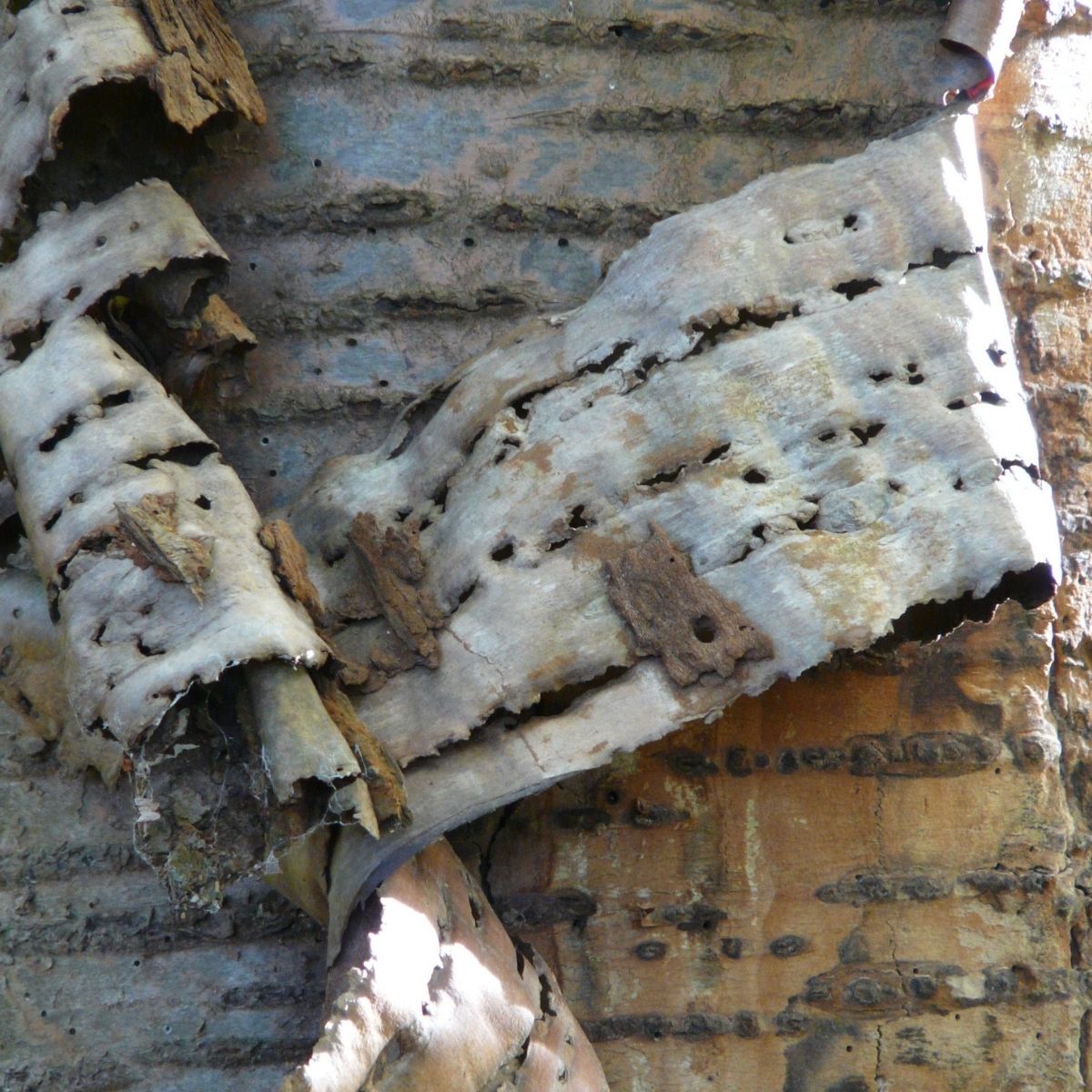 3. Keuntungan Proses Peeling dalam Industri Kayu